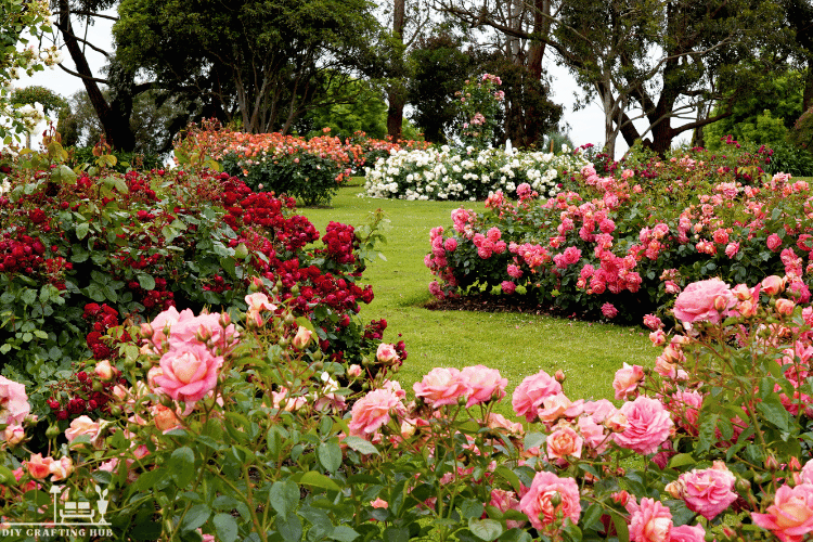 Community Rose DIY Home Gardens