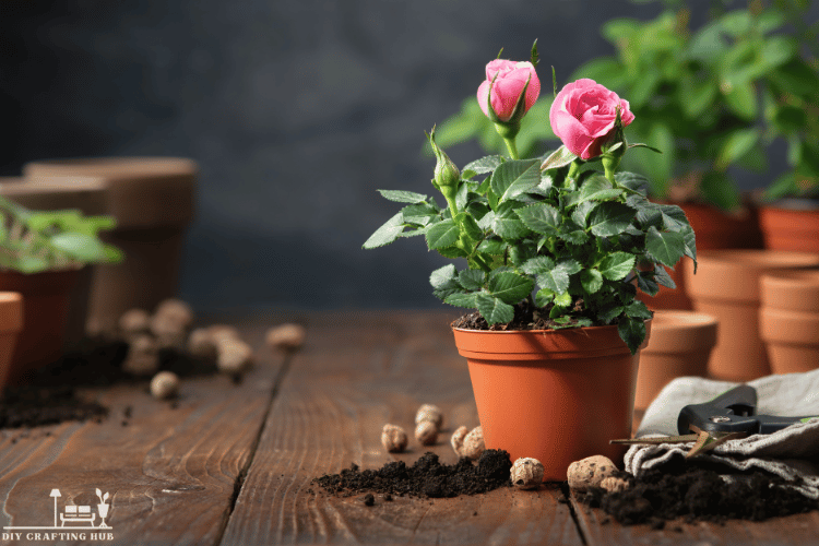 Container Pink Roses In A Garden